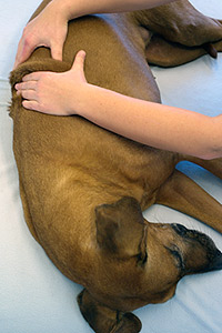 Hund: Massage