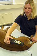 Softlaser-Therapie beim Tier