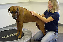 Hund: Aktive Bewegungstherapie