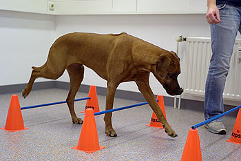 Hund: Training im Hindernisparcours